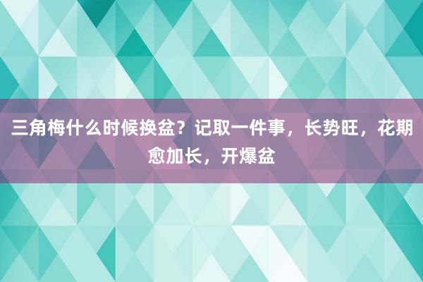 三角梅什么时候换盆？记取一件事，长势旺，花期愈加长，开爆盆